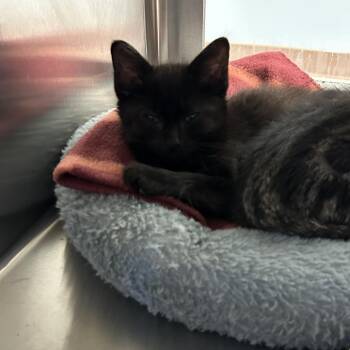Squid -  Domestic Short Hair Cat for Adoption in Ottawa, Kansas - Squid | PetCurious
