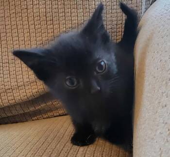 Rescue Domestic Short Hair Cats for Adoption in Sheboygan, Wisconsin - Cholula | PetCurious