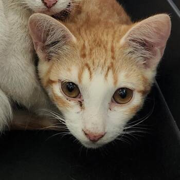 Domestic Short Hair Cats Available for Adoption - NATHAN | PetCurious