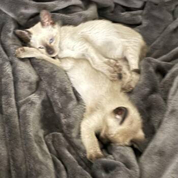 Ruby & Queenie -  Siamese Cat for Adoption in North Bergen, New Jersey - Ruby & Queenie | PetCurious