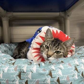 Peregrine -  Domestic Short Hair Cat for Adoption in Detroit Lakes, Minnesota - Peregrine | PetCurious