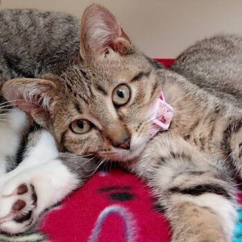 Nadine-31076 -  Domestic Short Hair Cat for Adoption in Memphis, Tennessee - Nadine-31076 | PetCurious