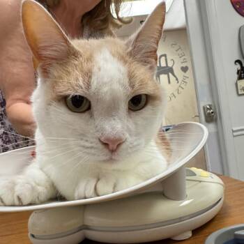 Lulu -  Domestic Short Hair Cat for Adoption in Peoria, Illinois - Lulu | PetCurious