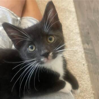 Jerry -  Domestic Short Hair Cat for Adoption in Carmel, Indiana - Jerry | PetCurious