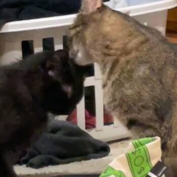 Rescue Domestic Short Hair Cats for Adoption in Lake Orion, Michigan - Tabby & Bean *(Bonded Pair) | PetCurious