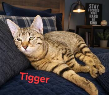 Domestic Short Hair Cats Available for Adoption in Dallas, Texas - Tigger 0457 | PetCurious