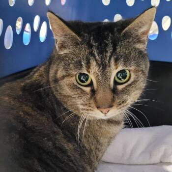 Domestic Short Hair Cats Available for Adoption - Brandy | PetCurious