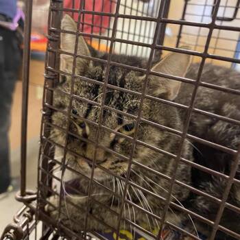 Rescue Domestic Short Hair Cats for Adoption in Modesto, California - A603822 | PetCurious