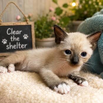 Paddy The Baddy -  Domestic Short Hair Cat for Adoption in Columbiana, Alabama - Paddy The Baddy | PetCurious