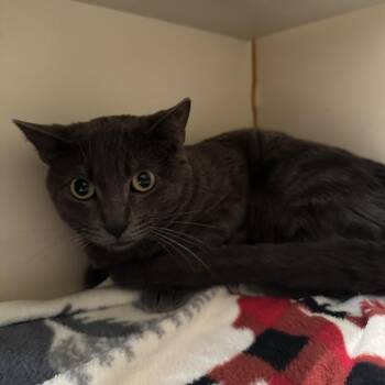 Kaladin -  Domestic Short Hair Cat for Adoption in Murray, Utah - Kaladin | PetCurious