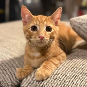 Toulouse -  Domestic Short Hair Cat for Adoption in Jarrettsville, Maryland - Toulouse | PetCurious
