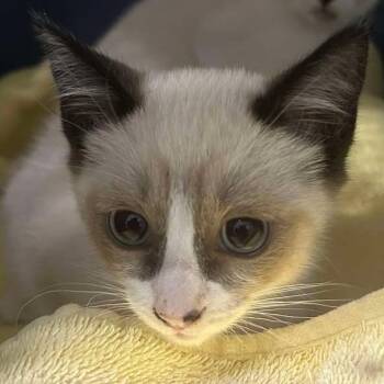 Domestic Short Hair Cats Available for Adoption in Leander, Texas - Anne Cat-haway | PetCurious