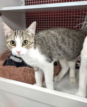 Ashyln -  Domestic Short Hair Cat for Adoption in Golden Valley, Arizona - Ashyln | PetCurious