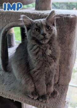 Imp -  Domestic Medium Hair Cat for Adoption in New Baltimore, Michigan - Imp | PetCurious