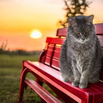 Rescue Domestic Short Hair Cats for Adoption in Chuckey, Tennessee - Luna SC | PetCurious