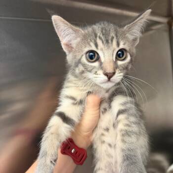 Domestic Short Hair Cats Available for Adoption in Port Charlotte, Florida - 0353-C26 | PetCurious