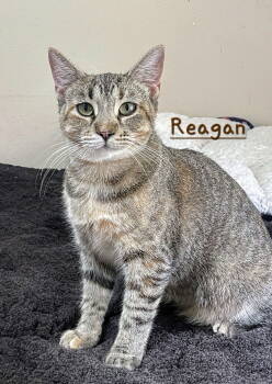 Rescue Torbie Cats for Adoption in Houston, Texas - Reagan #Car-Ride-Queen | PetCurious