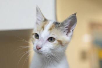 Domestic Short Hair Cats Available for Adoption in North Charleston, South Carolina - 92146a Cali- PetSmart West Ashley | PetCurious