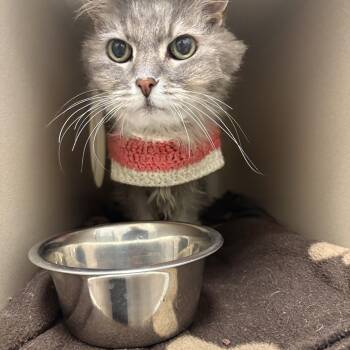 Domestic Long Hair Cats Available for Adoption in Buena Vista, Colorado - Maude | PetCurious