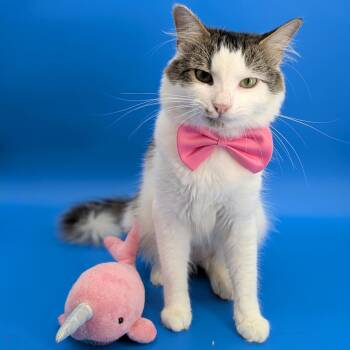 Oliver (Social Butterfly) -  Domestic Long Hair Cat for Adoption in Tucker, Georgia - Oliver (Social Butterfly) | PetCurious