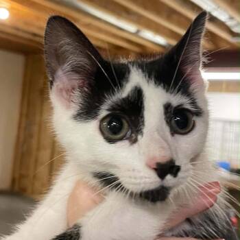 Miss Amaryllis -  Domestic Short Hair Cat for Adoption in Inwood, West Virginia - Miss Amaryllis | PetCurious