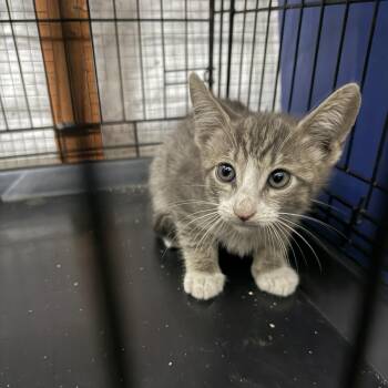 Pac-Man -  Domestic Short Hair Cat for Adoption in Los Angeles, California - Pac-Man | PetCurious
