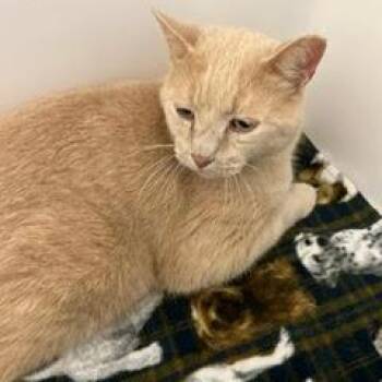 Rescue Tabby Cats for Adoption in Green Valley, Arizona - Oliver | PetCurious