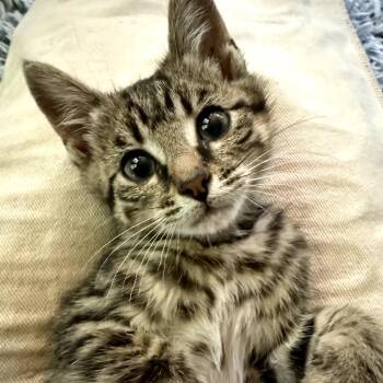 Silicone Sam -  Domestic Short Hair Cat Available for Adoption in Granville, Ohio - Silicone Sam | PetCurious