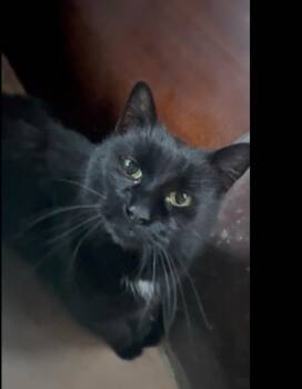 Domestic Short Hair Cats Available for Adoption - Magic | PetCurious