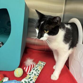 Lucky -  Domestic Short Hair Cat for Adoption in Baltimore, Maryland - Lucky | PetCurious