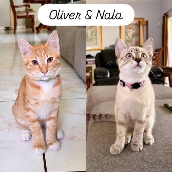 Siamese and Tabby Cats Available for Adoption in Coral Gables, Florida - Oliver And Nala | PetCurious