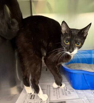 Davida -  Domestic Short Hair Cat for Adoption in North Myrtle Beach, South Carolina - Davida | PetCurious