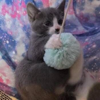 Iggy C11650 -  Domestic Medium Hair Cat for Adoption - Iggy C11650 | PetCurious