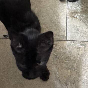 Muffy -  Domestic Short Hair Cat for Adoption in West Palm Beach, Florida - Muffy | PetCurious
