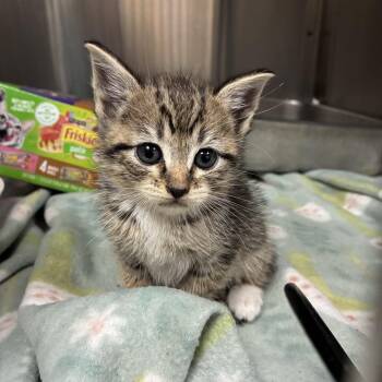 Skidmark -  Domestic Short Hair Cat for Adoption in Windsor, Virginia - Skidmark | PetCurious