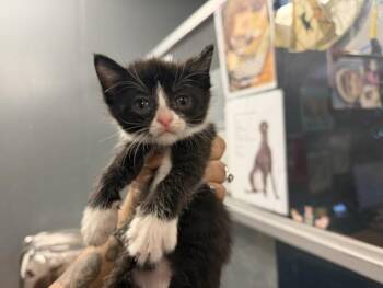 Domestic Short Hair Cats Available for Adoption in Doral, Florida - A2782668 | PetCurious