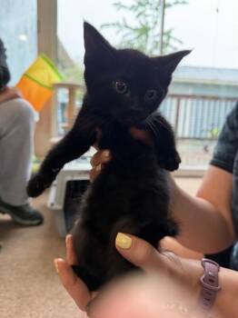 Domestic Short Hair Cats Available for Adoption in Grand Rapids, Michigan - Golden | PetCurious