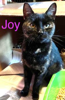 Joy -  Domestic Short Hair Cat for Adoption in Hudson, New York - Joy | PetCurious