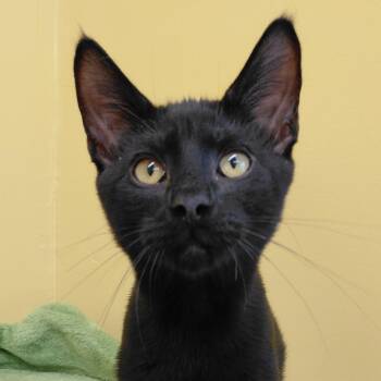 KitKat -  Domestic Short Hair Cat for Adoption in Eugene, Oregon - KitKat | PetCurious