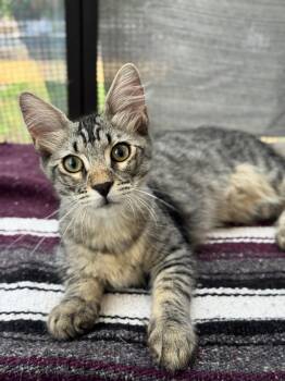 Rescue Domestic Short Hair Cats for Adoption in Fort Worth, Texas - Fuzzy | PetCurious