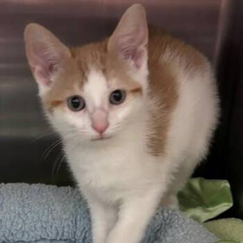 Firefly -  Domestic Short Hair Cat for Adoption in Allegan, Michigan - Firefly | PetCurious