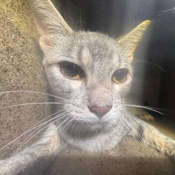 Dinosaurus -  Domestic Short Hair Cat for Adoption in Philadelphia, Pennsylvania - Dinosaurus | PetCurious