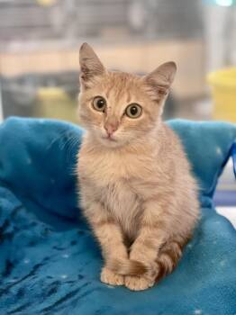 Colorado -  Domestic Short Hair Cat for Adoption in Austin, Texas - Colorado | PetCurious