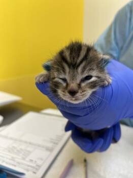 Anshul -  Domestic Short Hair Cat for Adoption in Raleigh, North Carolina - Anshul | PetCurious