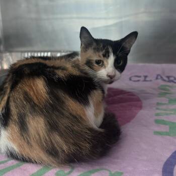 Truvy -  Domestic Short Hair Cat for Adoption in Matteson, Illinois - Truvy | PetCurious