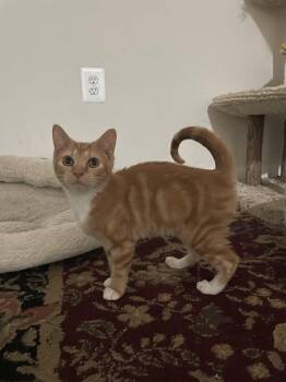 Lux -  Domestic Short Hair Cat for Adoption in Herndon, Virginia - Lux | PetCurious