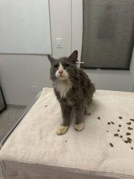 Cornelius -  Domestic Long Hair Cat for Adoption in Kansas City, Missouri - Cornelius | PetCurious
