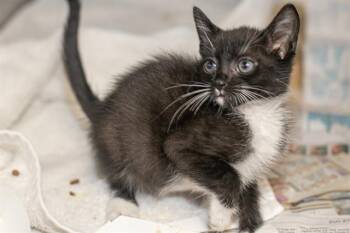 FIGARO -  Domestic Short Hair Cat for Adoption in Charlotte, North Carolina - FIGARO | PetCurious