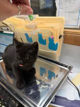 Domestic Short Hair Cats Available for Adoption in Algona, Iowa - LENILLE | PetCurious