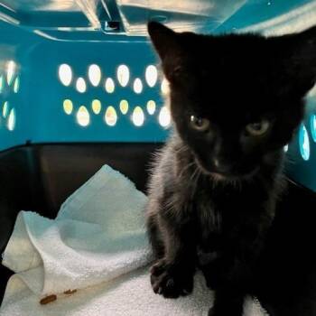 Farrah- Chow Hound Northland -  Domestic Short Hair Cat for Adoption in Grand Rapids, Michigan - Farrah- Chow Hound Northland | PetCurious
